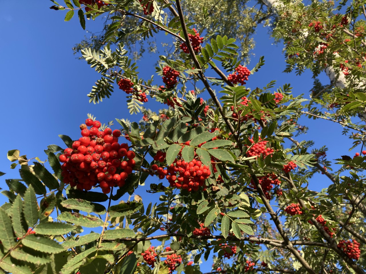 Rönnbär mot blå himmel