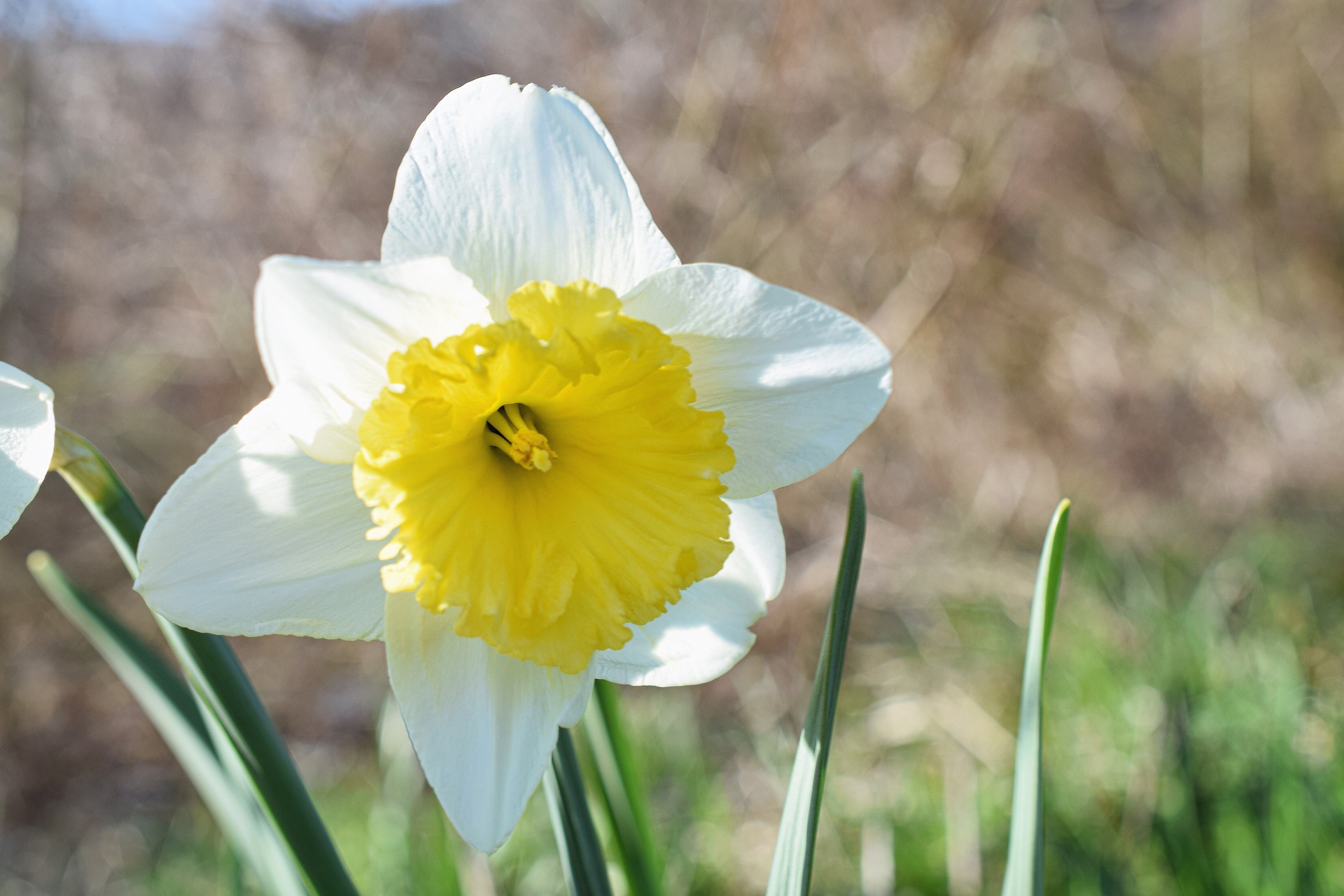 daffodil-g590f9bec0_1920.jpg