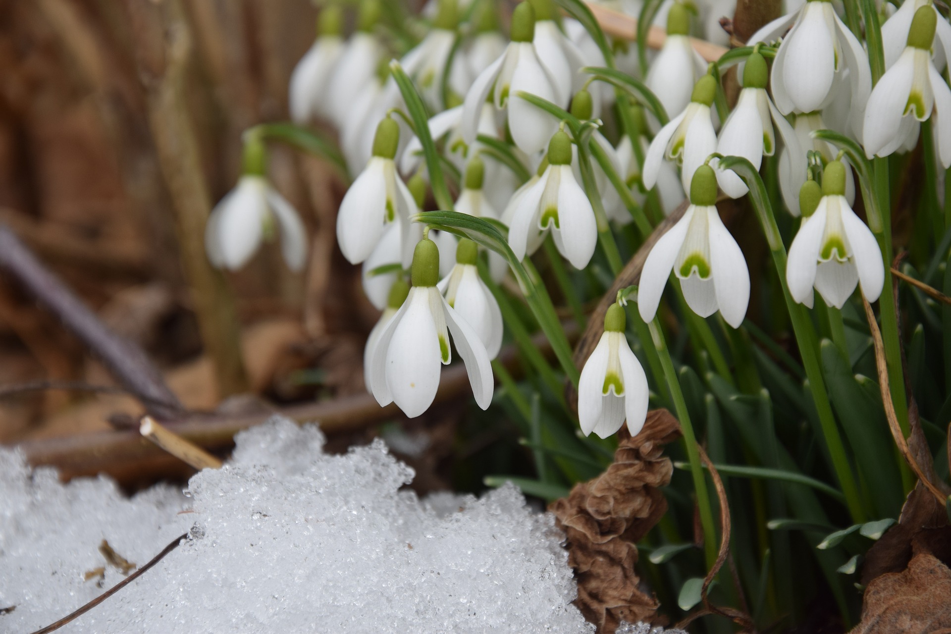 snowdrop-g646170e5a_1920.jpg