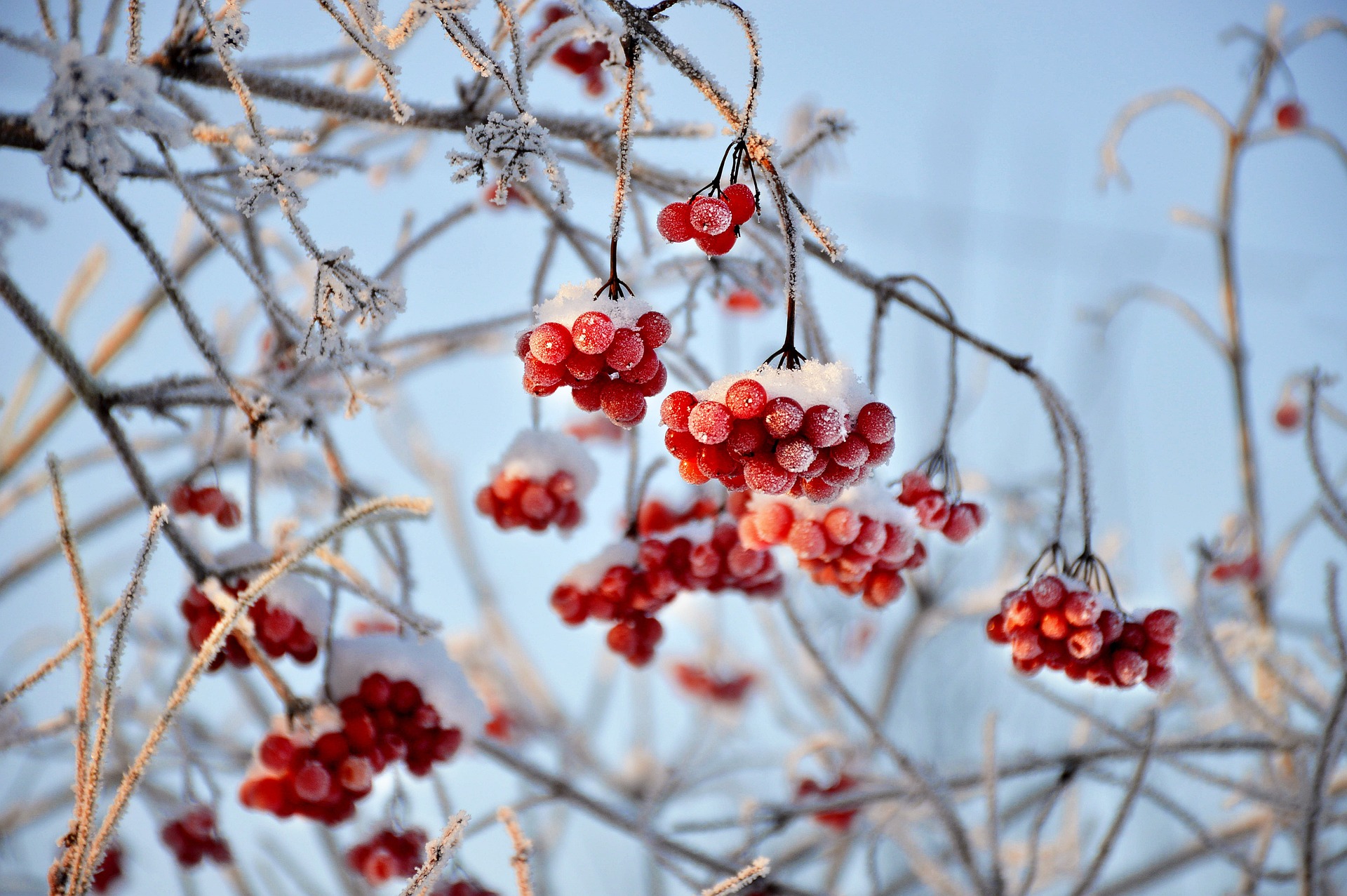 viburnum-g26b24778f_1920.jpg