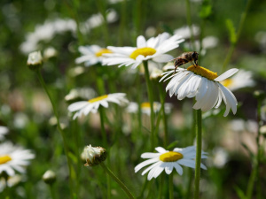 Marguerite