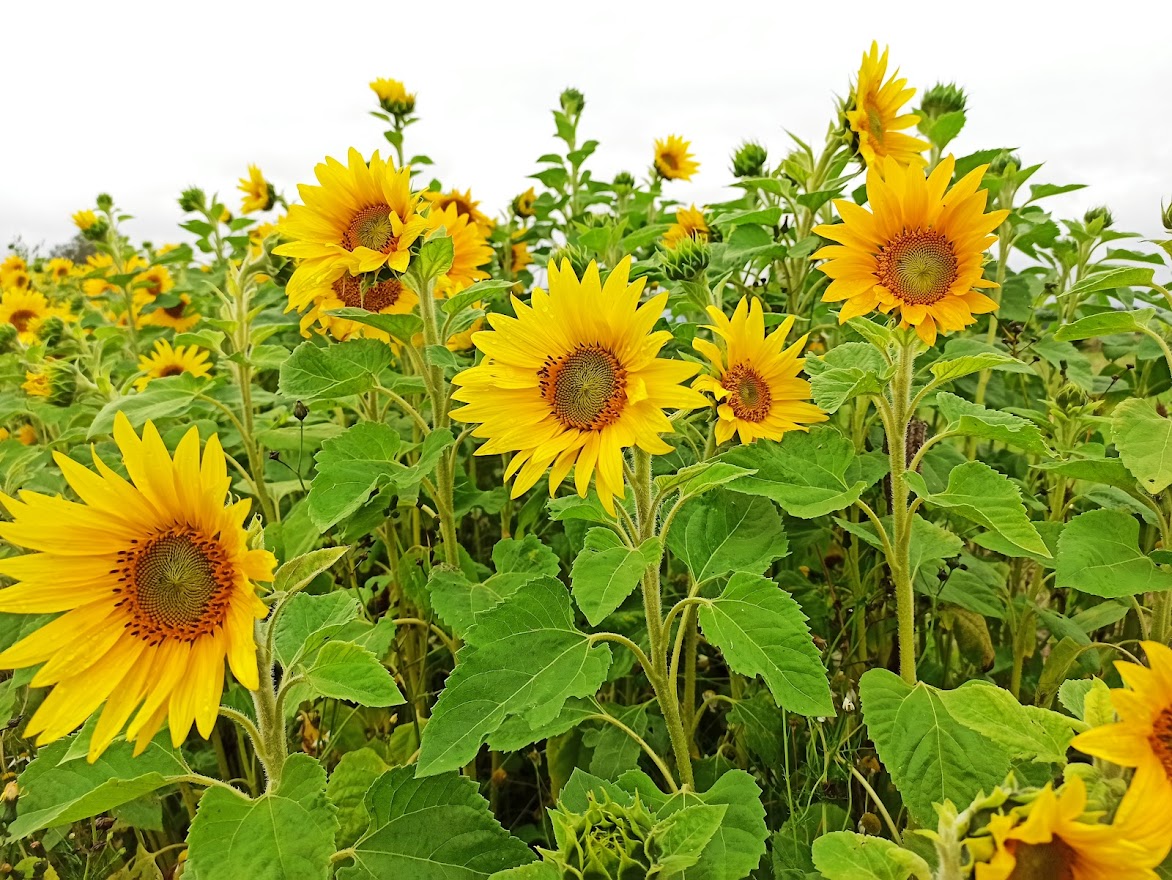 Solrosor