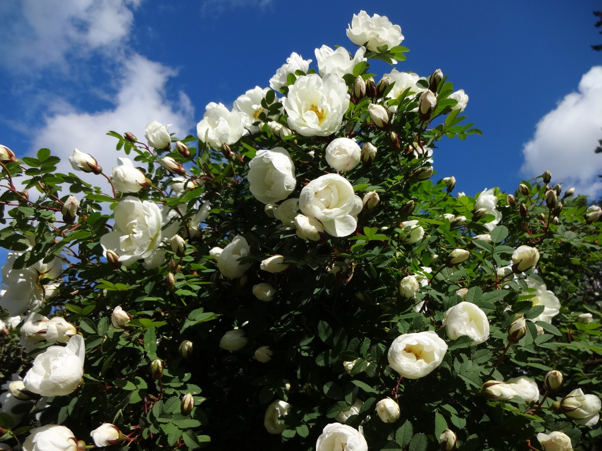 midsommarros.jpg