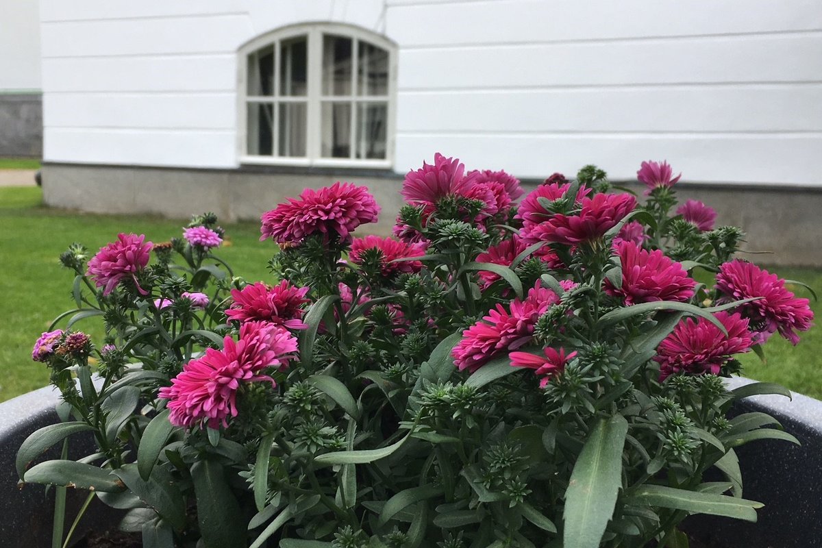 Blommor vid kyrktrappan